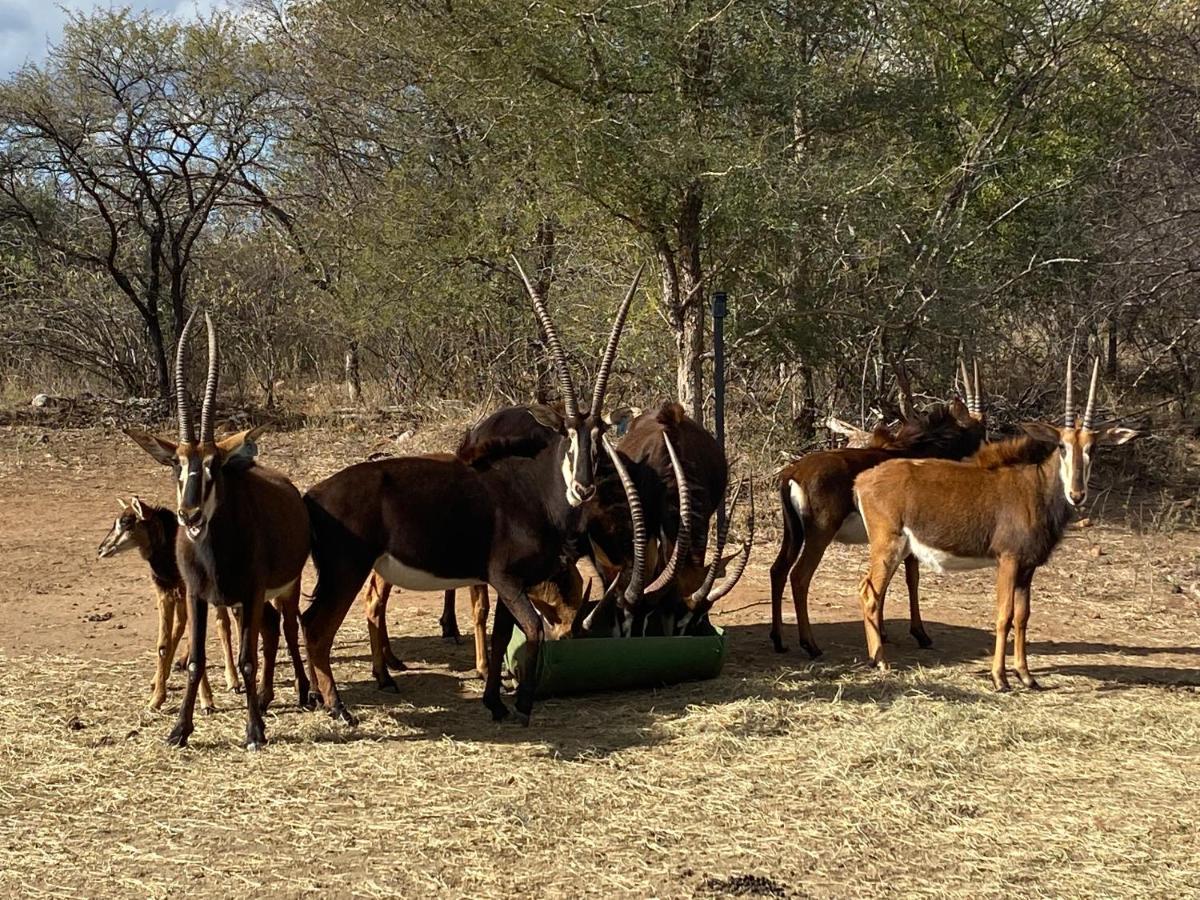 African Dream Tour Hoedspruit Εξωτερικό φωτογραφία